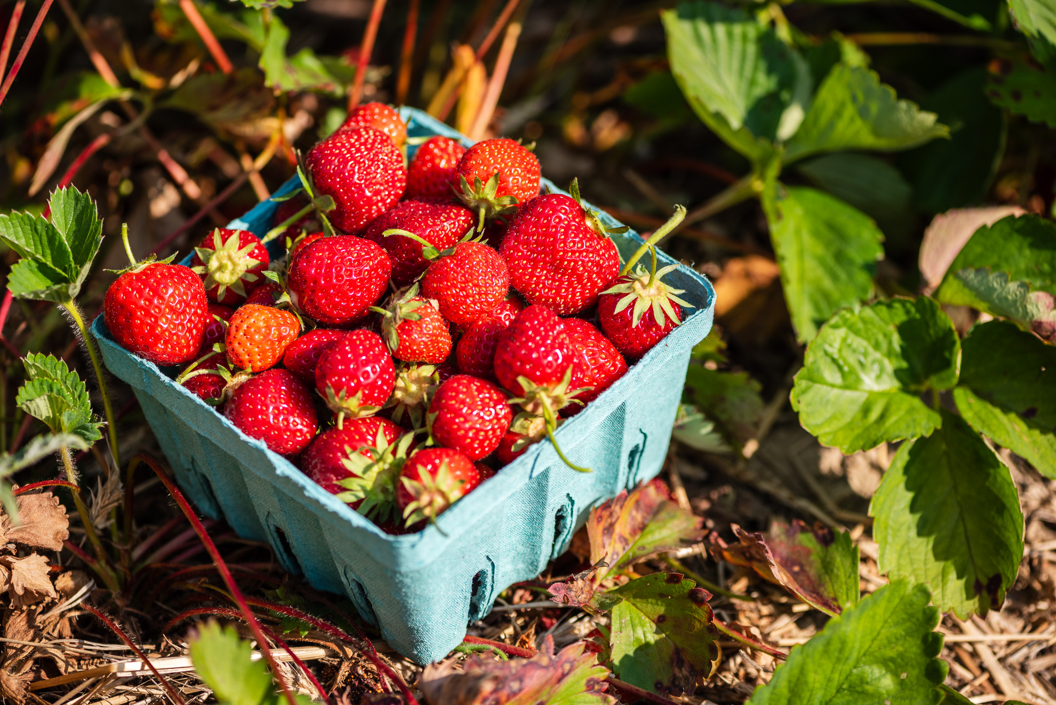 Pick your own fruit near me - strawberries - Albany NY
