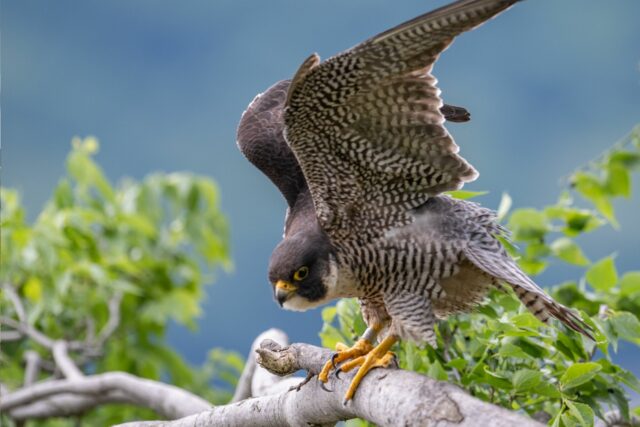 Peregrine falcons are one of the birds in the Adirondacks