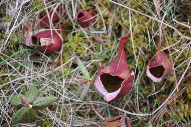 Carnivorous plants found in an Adirondacks bog.