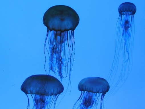 Jellyfish, New England Aquarium