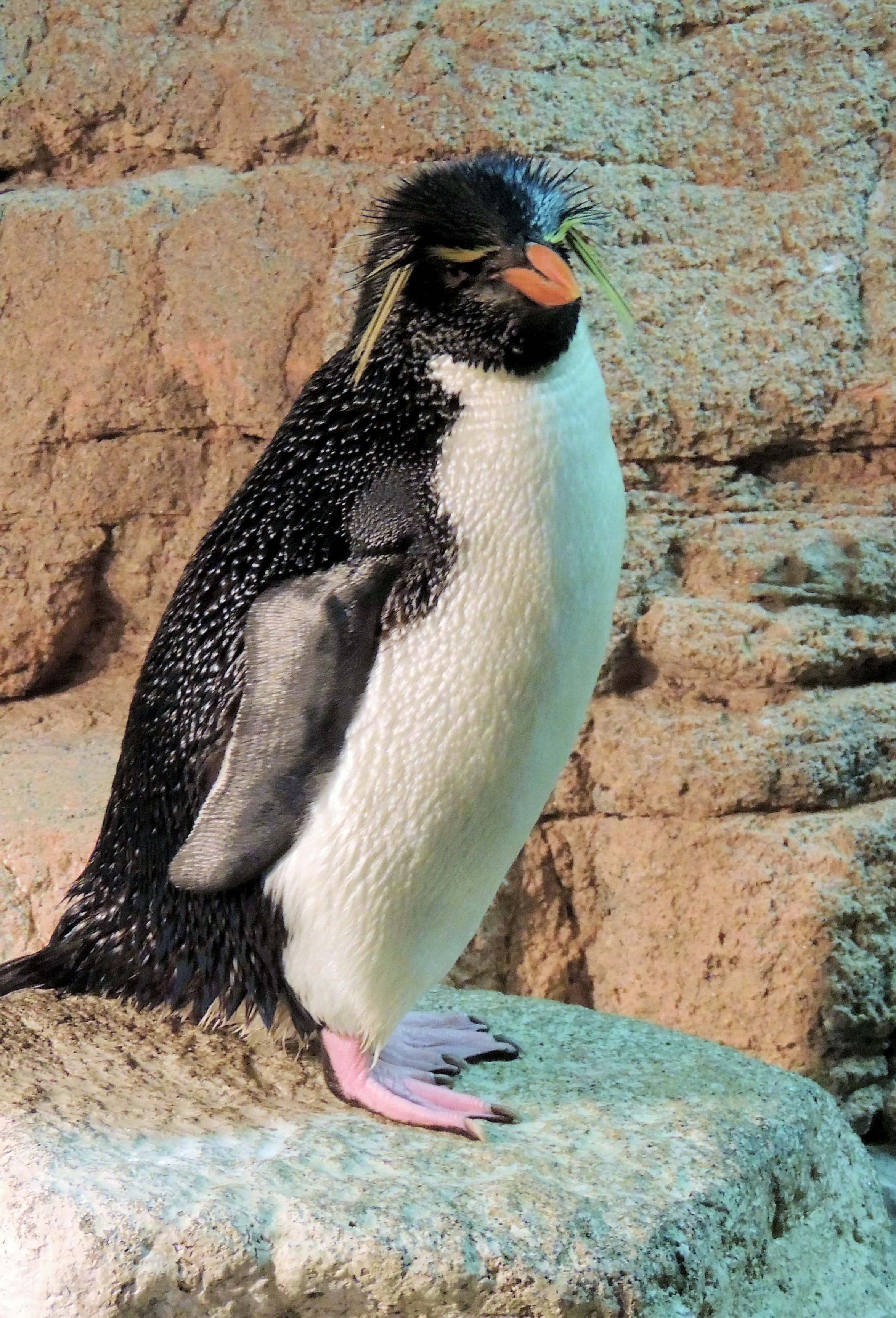 Rockhopper Penguin, New England Aquarium Albany Kid Family Travel
