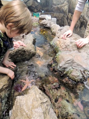 Starfish touch tank, New England Aquarium