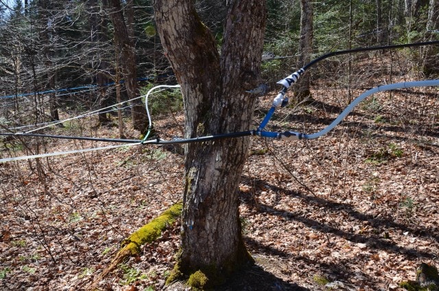 Plastic tubing used to collect sap from maple trees.