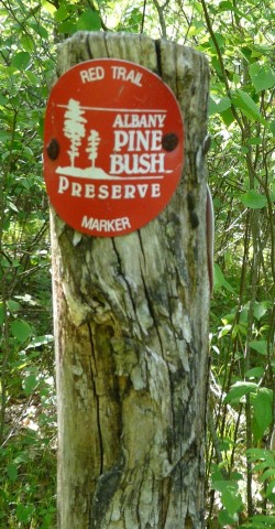 Albany Pine Bush Red Trail Marker