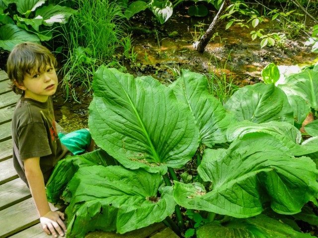 Albany Pine Bush - Skunk Cabbage