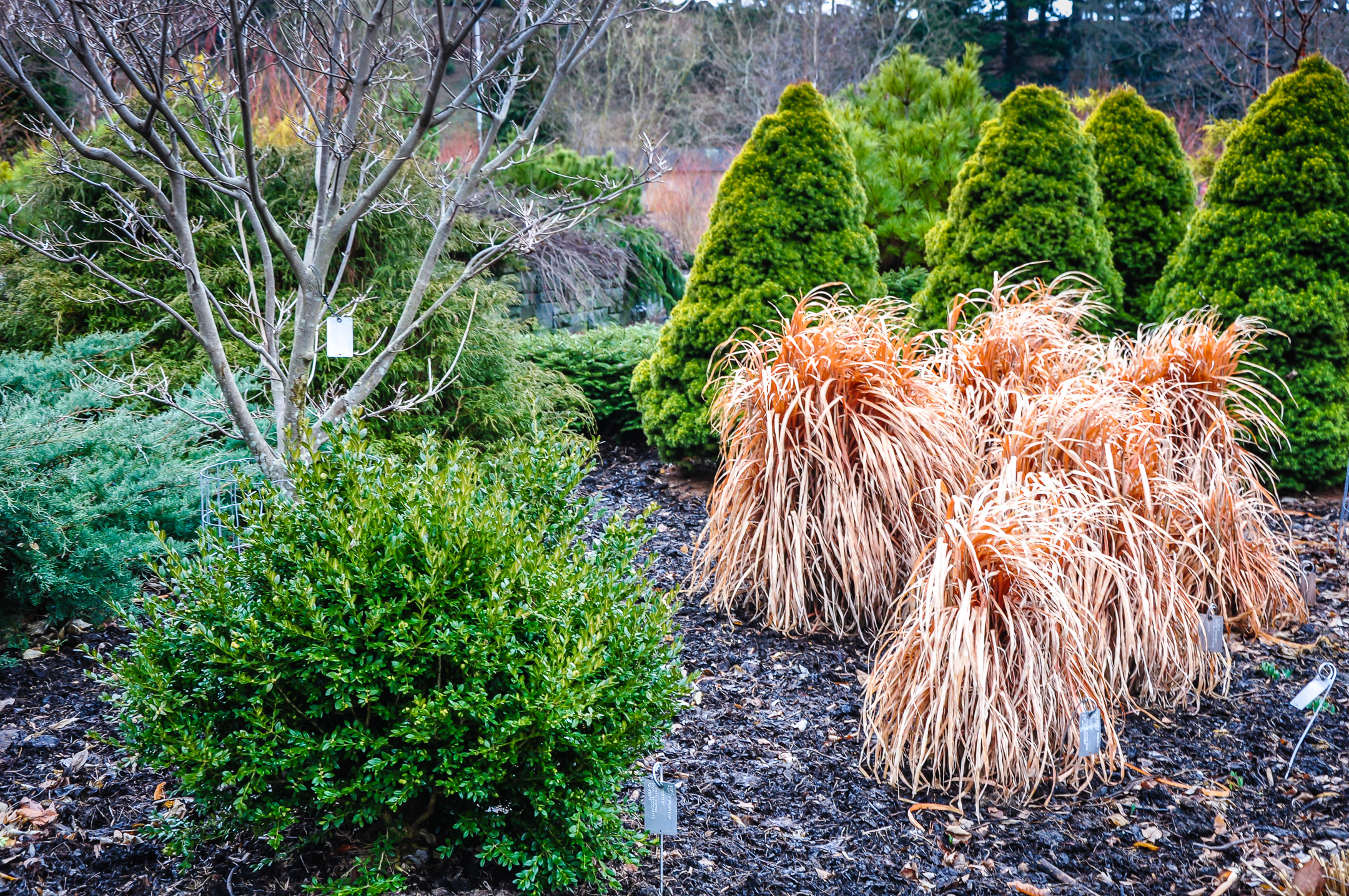 Winter Grass at Cornell Botanic Garden